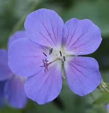 Image result for Geranium pratense