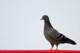 Attēlu rezultāti vaicājumam “Columba livia f. domestica adult”