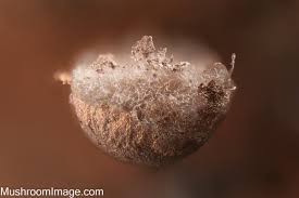 Attēlu rezultāti vaicājumam “Lamproderma nigrescens macro”