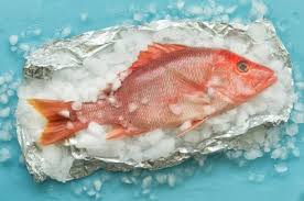 Image result for Lutjanus colorado