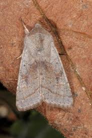 Attēlu rezultāti vaicājumam “Orthosia opima”