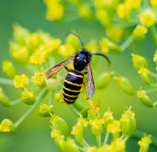 Attēlu rezultāti vaicājumam “Dolichovespula media”