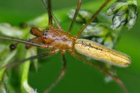 Attēlu rezultāti vaicājumam “Tetragnatha extensa”