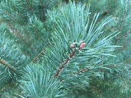 Attēlu rezultāti vaicājumam “Pinus sylvestris leaf”