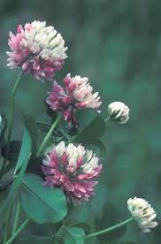 Attēlu rezultāti vaicājumam “Trifolium repens flower”