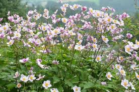 Image result for Anemonenarten