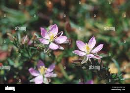 Attēlu rezultāti vaicājumam “Spergularia rubra flower”