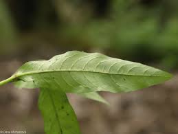 Attēlu rezultāti vaicājumam “Persicaria maculosa leaf”