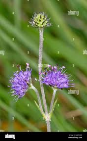 Attēlu rezultāti vaicājumam “Succisa pratensis flower”