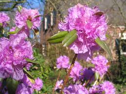 Attēlu rezultāti vaicājumam “Rhododendron sichotense”