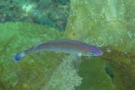 Image result for Symphodus melops