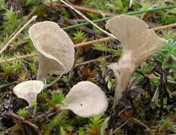 Attēlu rezultāti vaicājumam “Arrhenia spatulata”