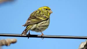 Image result for Serinus serinus