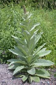Attēlu rezultāti vaicājumam “Verbascum thapsus leaf”