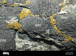 Attēlu rezultāti vaicājumam “Candelariella sp.”