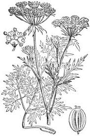 Attēlu rezultāti vaicājumam “Peucedanum palustre leaf”