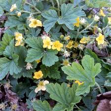 Attēlu rezultāti vaicājumam “Waldsteinia geoides”