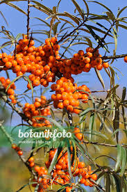 Attēlu rezultāti vaicājumam “Hippophae rhamnoides fruit”