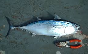 Image result for Euthynnus alletteratus