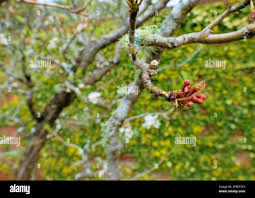 Attēlu rezultāti vaicājumam “Pyrus communis bud”