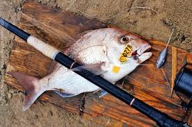 Image result for Pagrus auratus