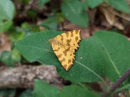 Attēlu rezultāti vaicājumam “Pseudopanthera macularia”