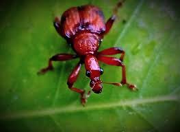 Attēlu rezultāti vaicājumam “Attelabidae”