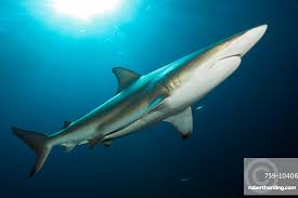 Image result for Carcharhinus limbatus