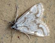 Attēlu rezultāti vaicājumam “Nymphula nitidulata”