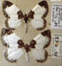 Attēlu rezultāti vaicājumam “Mesoleuca albicillata”