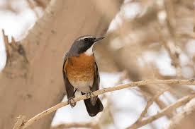 Image result for Irania gutturalis