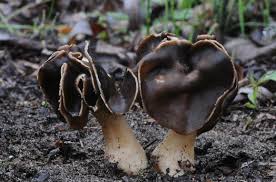 Attēlu rezultāti vaicājumam “Helvella”