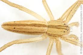 Attēlu rezultāti vaicājumam “Tibellus oblongus”