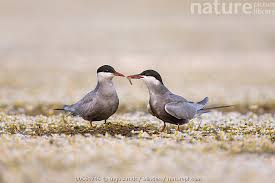 Attēlu rezultāti vaicājumam “Chlidonias hybrida adult”