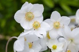 Attēlu rezultāti vaicājumam “Anemone sylvestris bud”