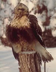 Attēlu rezultāti vaicājumam “Buteo lagopus”
