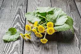 Attēlu rezultāti vaicājumam “Tussilago farfara leaf”