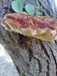 Attēlu rezultāti vaicājumam “Inonotus leporinus”