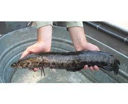 Image result for Channa argus