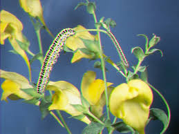 Attēlu rezultāti vaicājumam “Calophasia lunula larva”