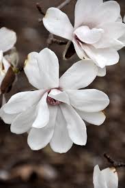 Attēlu rezultāti vaicājumam “Magnolia x loebneri flower”
