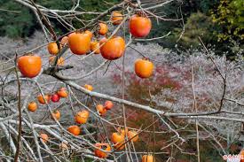 「柿の木利江」の画像検索結果