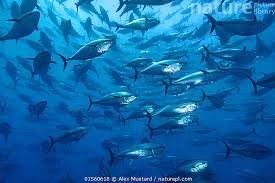 Image result for Thunnus atlanticus