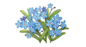 Attēlu rezultāti vaicājumam “Myosotis”