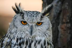 Attēlu rezultāti vaicājumam “Strigiformes”