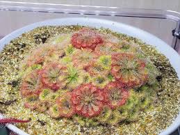 Image result for Drosera
