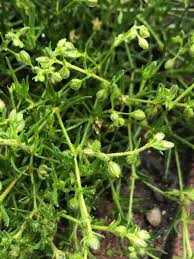 Attēlu rezultāti vaicājumam “Sagina procumbens”