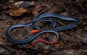 Attēlu rezultāti vaicājumam “Lycogala asperum young”