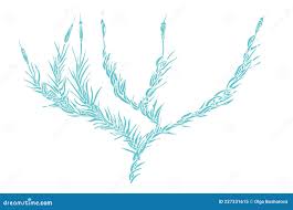 Attēlu rezultāti vaicājumam “Paraleucobryum longifolium”