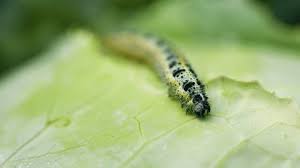 Attēlu rezultāti vaicājumam “Abraxas sylvata larva”